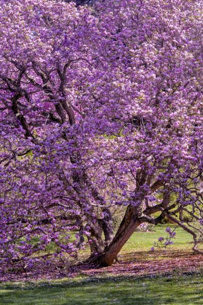 USA, Pennsylvania Tree in bloom